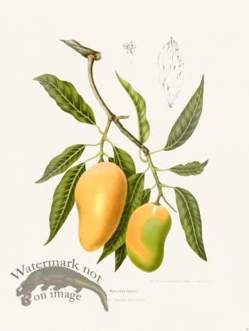 Horticulture of Java 30